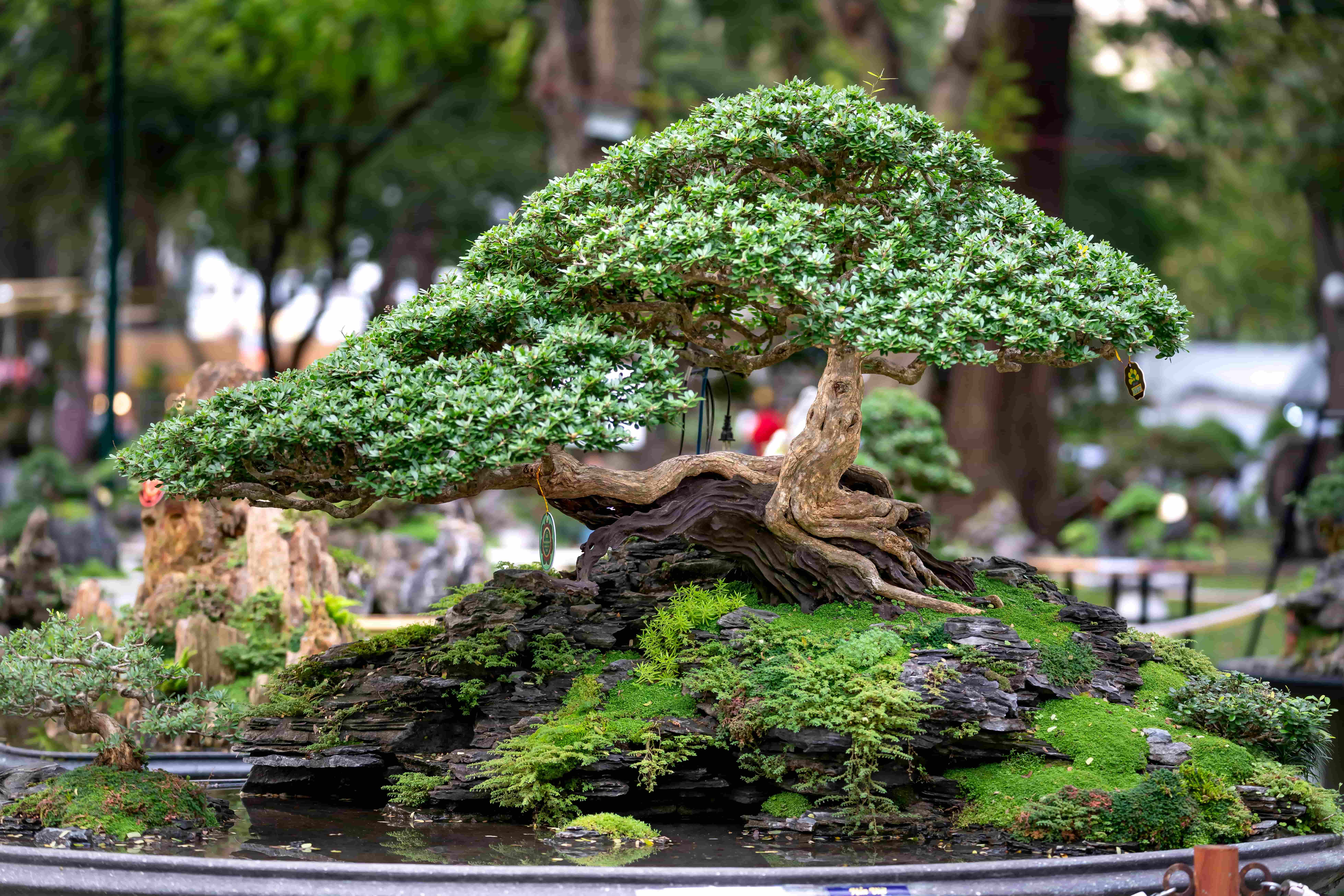 XVI Mostra Bonsai e Suiseki “Perla dello Jonio” – Catanzaro